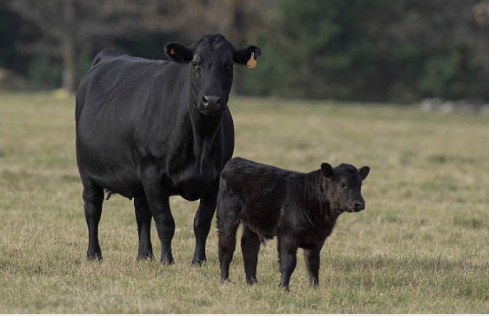 The Genetic Edge — Issue 9