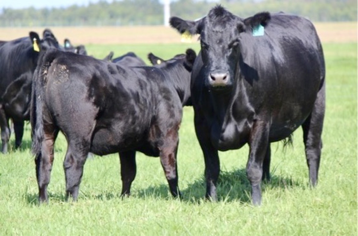 Reproduction and Fertility