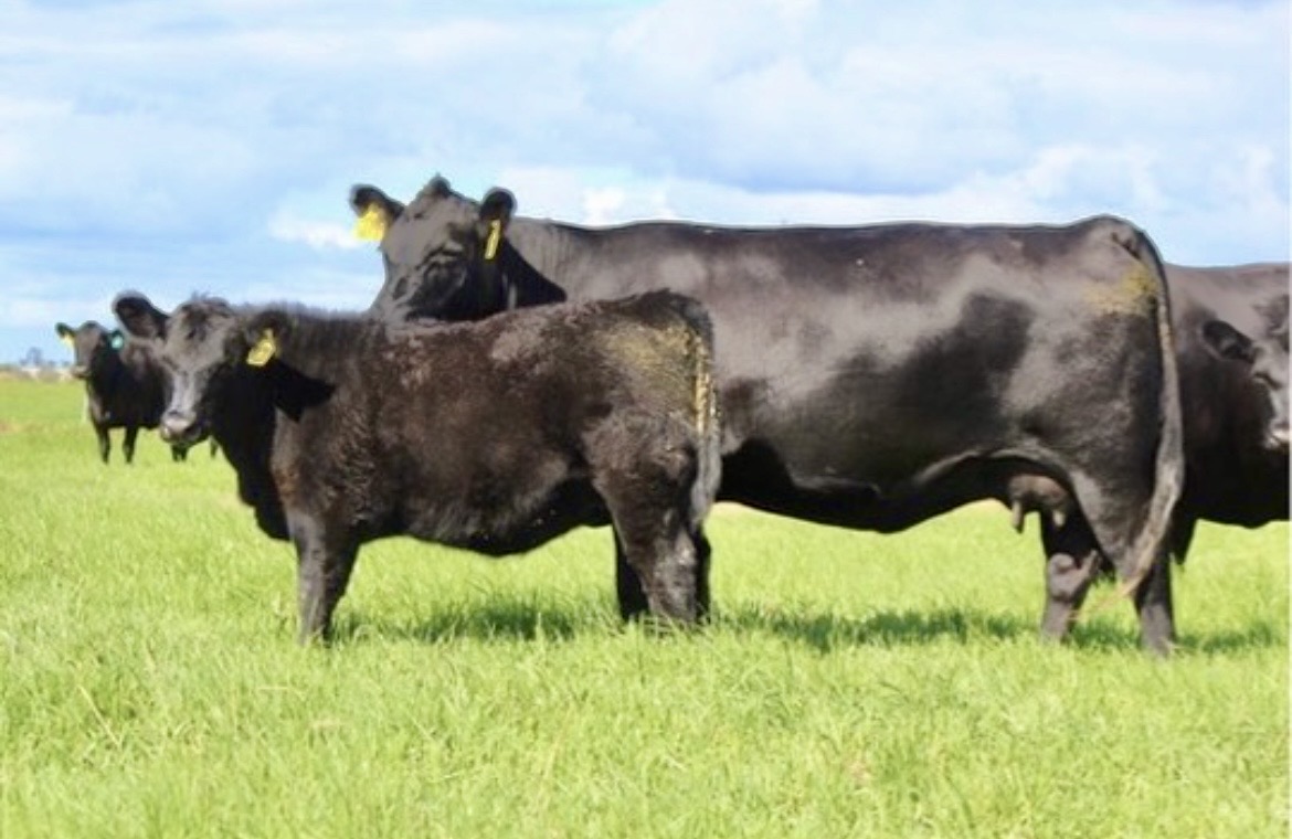 Birth Weight and Calving Ease