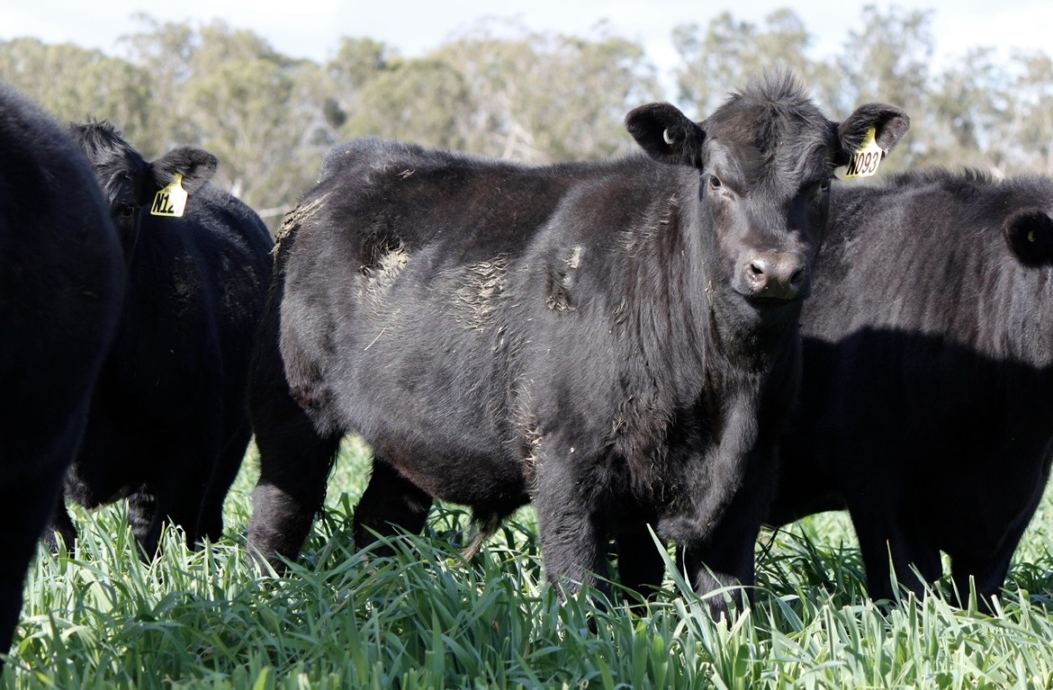 Stayability and Longevity