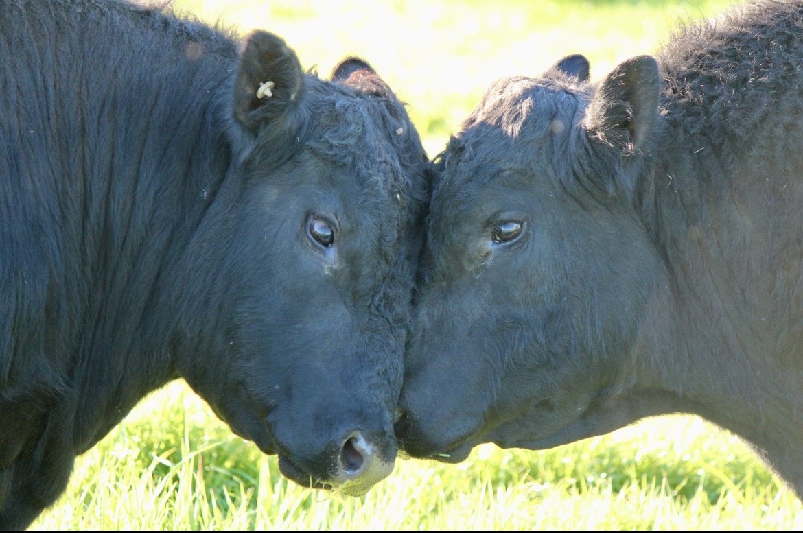 Platform Technical Supplement