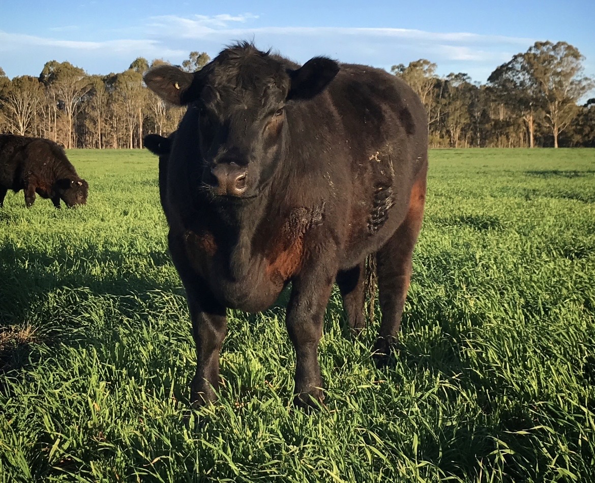 Female Genetic Evaluation