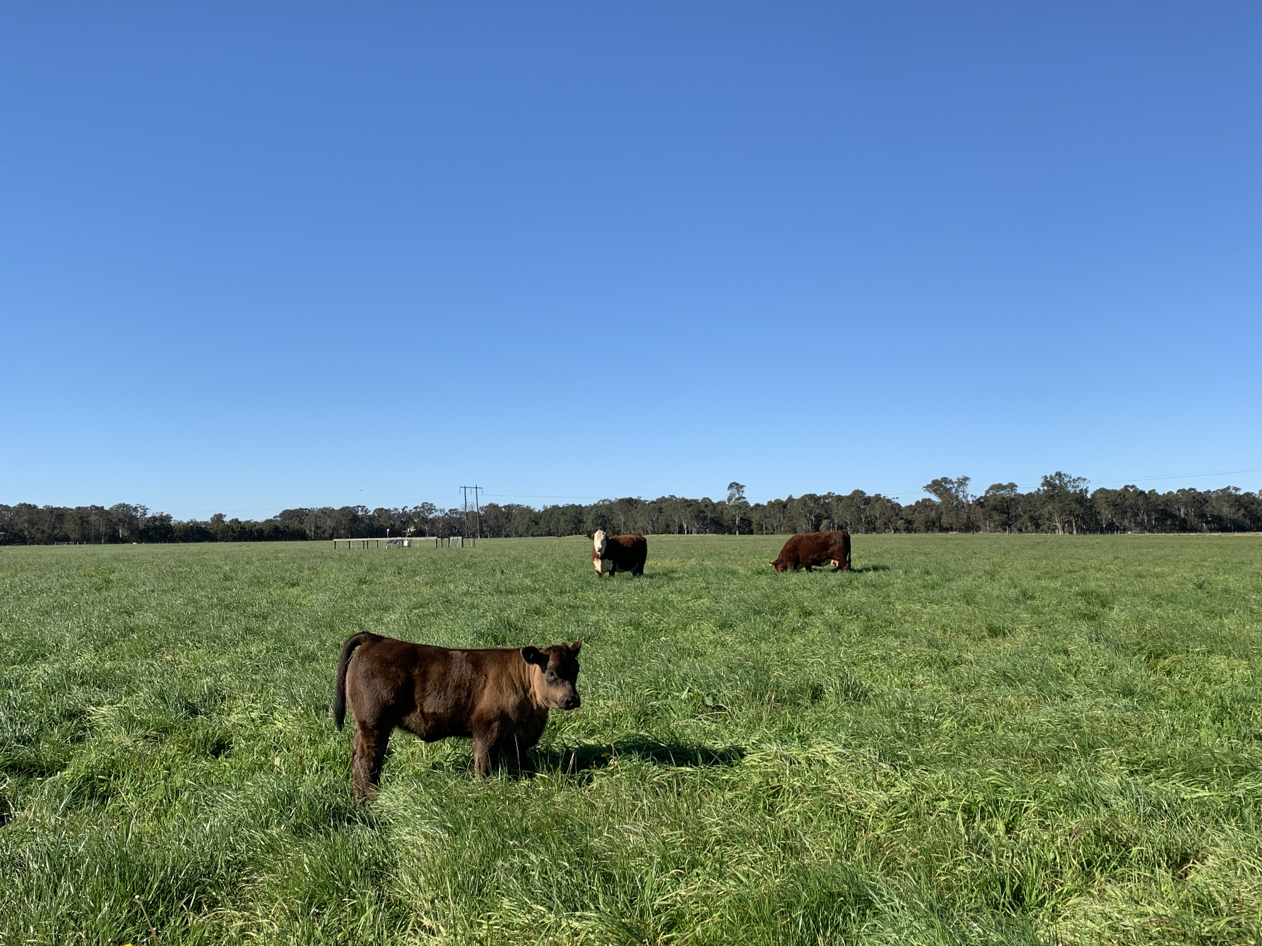 Flux Tower Field Evidence