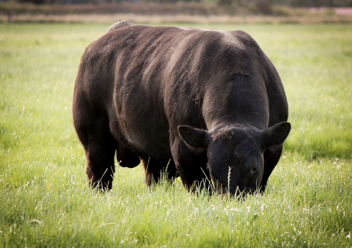 Regen Genetics Score