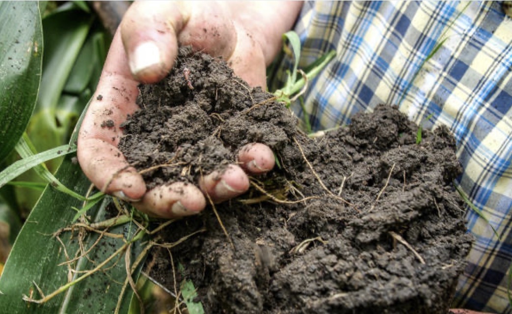 The Regen Genetics Score — BeefAI